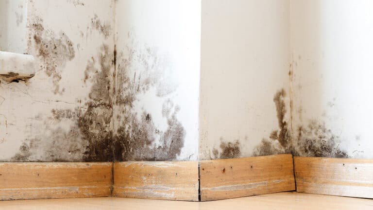 The Silent Menace: Understanding the Dangers of Mold and Expert Tips for Safe Removal