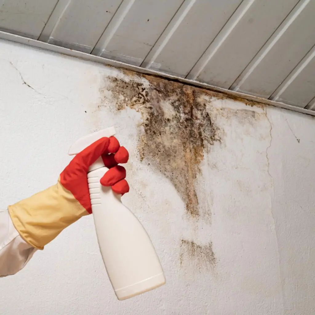What Do Mold Remediation Services Do?