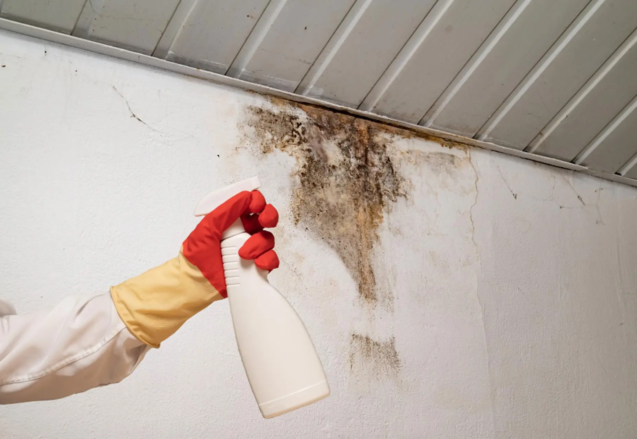 What Do Mold Remediation Services Do?